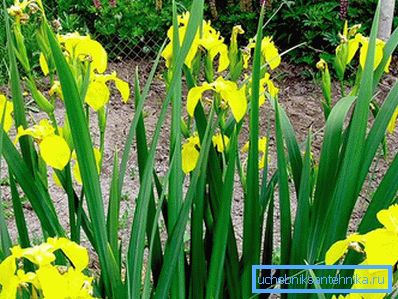 1223 Iris Sumpf
