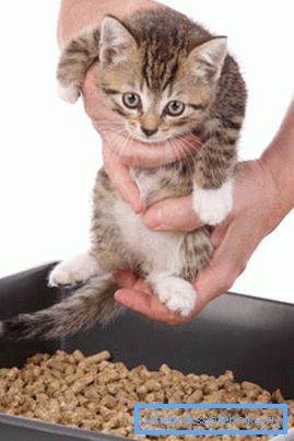 Handeln Sie so sanft wie möglich, erschrecken Sie das Kätzchen nicht in der Nähe der Toilette. Handeln Sie so sanft wie möglich, erschrecken Sie das Kätzchen nicht in der Nähe der Toilette.