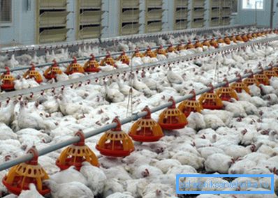 Für Geflügelfarmen muss ein spezielles obligatorisches Belüftungssystem entwickelt werden. Für Geflügelfarmen muss ein spezielles obligatorisches Belüftungssystem entwickelt werden.