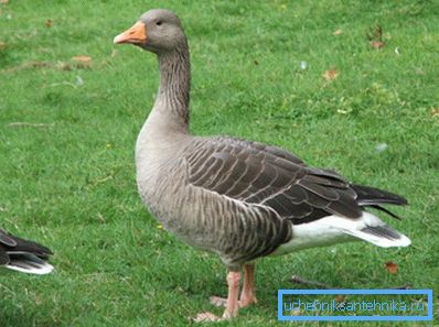 Gans sucht einen unterirdischen See Gans sucht einen unterirdischen See