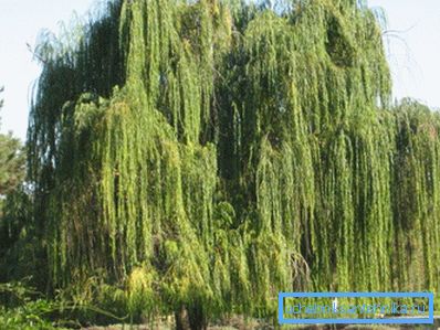 Die vorhandene Vegetation auf dem Gelände kann dabei helfen, den besten Platz für einen Brunnen oder einen Brunnen zu finden. Die vorhandene Vegetation auf dem Gelände kann dabei helfen, den besten Platz für einen Brunnen oder einen Brunnen zu finden.