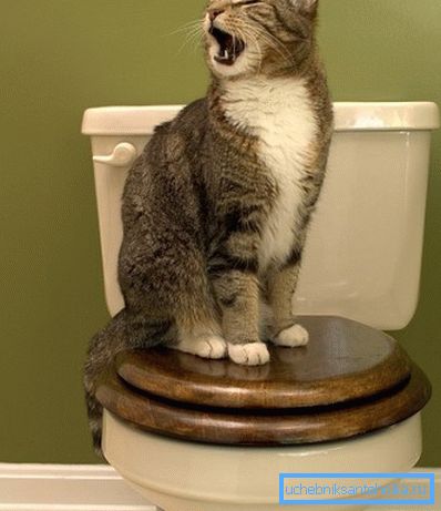 Die Katze geht nur alleine zur Toilette, es muss verstanden werden. Die Katze geht nur alleine zur Toilette, es muss verstanden werden.