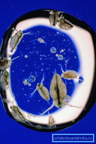 Mikroorganismen in einem Wassertropfen unter dem Mikroskop. Mikroorganismen in einem Wassertropfen unter dem Mikroskop.