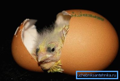 Auf dem Foto - der Abschluss des Huhns Auf dem Foto - der Abschluss des Huhns