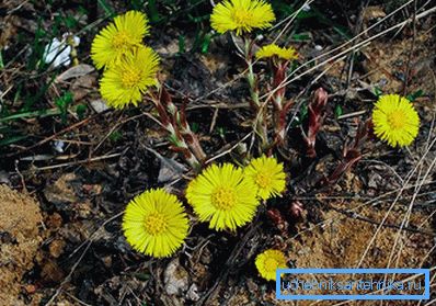 3850 Natur beobachten