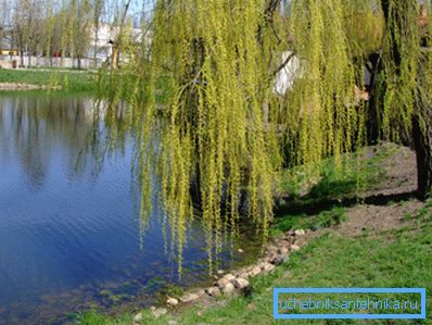 Ein gutes Beispiel für den Wunsch von Willow to Water Ein gutes Beispiel für den Wunsch von Willow to Water