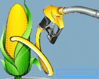 Mais gilt heute als die vielversprechendste Ernte für Biokraftstoffe. Mais gilt heute als die vielversprechendste Ernte für Biokraftstoffe.