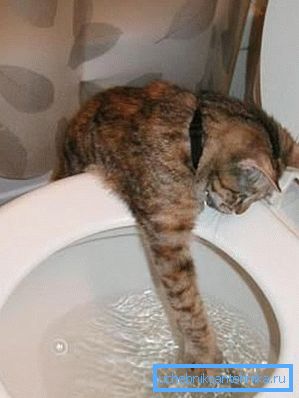 Einige Katzen sind fasziniert davon, Wasser abzulassen. Einige Katzen sind fasziniert davon, Wasser abzulassen.
