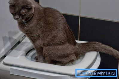 Sie müssen warten, bis sich die Katze an das auf der Toilette installierte Tablett gewöhnt hat Sie müssen warten, bis sich die Katze an das auf der Toilette installierte Tablett gewöhnt hat