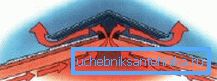 Schweinemastersystem Schweinemastersystem