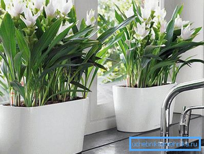 2784 Jetzt riecht das Haus nach Blumen