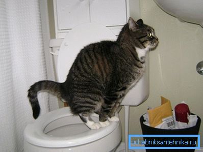 Wir entfernen die Nachahmung und bewundern die gelehrte Katze. Wir entfernen die Nachahmung und bewundern die gelehrte Katze.