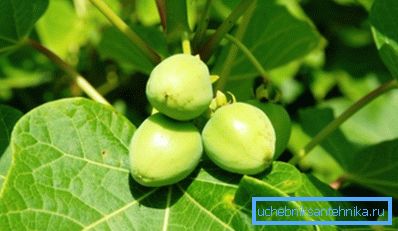 Jatropha - eine potenzielle Anlage für Biokraftstoffe Jatropha - eine potenzielle Anlage für Biokraftstoffe