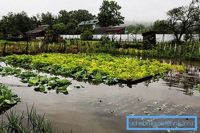 Überflutetes Grundstück im Gemüsegarten Überflutetes Grundstück im Gemüsegarten