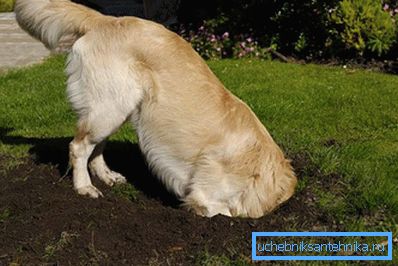 Tiere graben dort, wo sich Wasser näher an der Oberfläche befindet. Tiere graben dort, wo sich Wasser näher an der Oberfläche befindet.